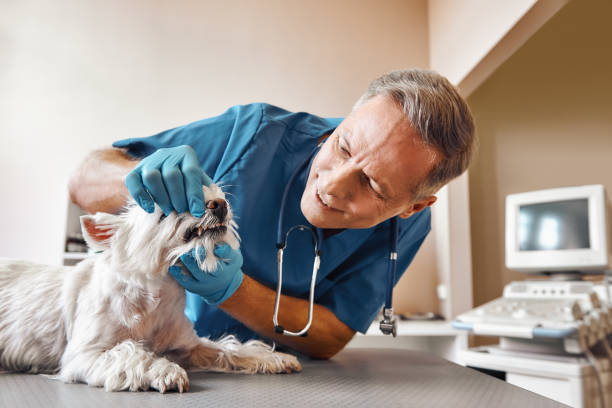 Best Emergency Dental Surgery in Melrose, MA